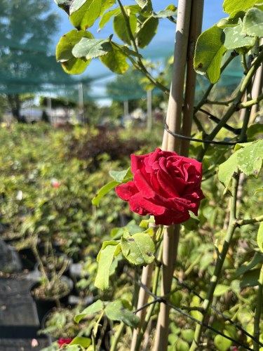 rose climbing 40